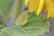 2nd Aug 2021 - Small White