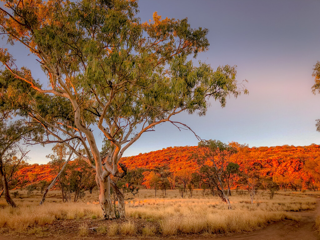 Alice Springs II by pusspup