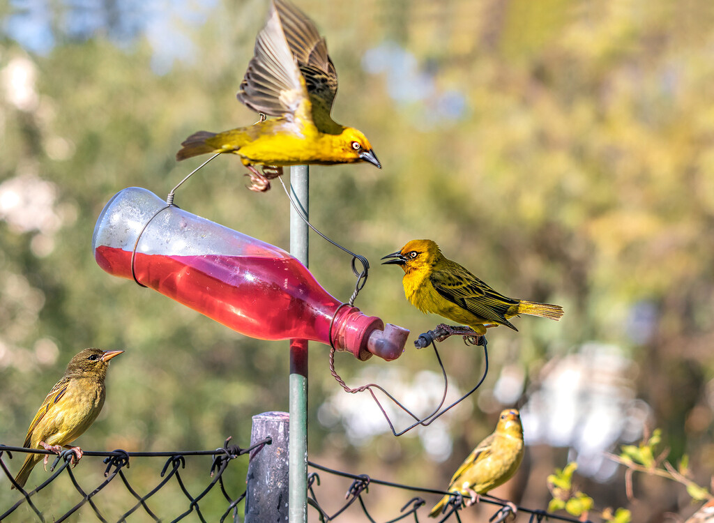 Aggressive Weavers at my feeder by ludwigsdiana