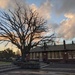 Winter oak tree 🤩 