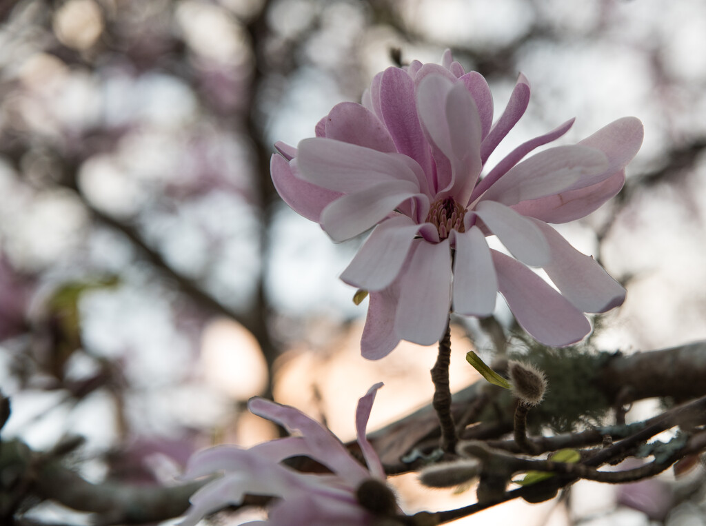 Twilight magnolia by brigette