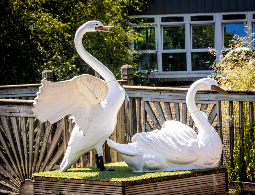 Swan garden ornaments. by swillinbillyflynn