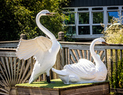 2nd Aug 2021 - Swan garden ornaments.