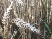2nd Aug 2021 - Barleys ripe for harvest!