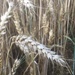 Barleys ripe for harvest! by 365anne