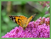2nd Aug 2021 - Painted Lady And Buddleia