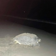 2nd Aug 2021 - Sea Turtle 