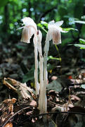 2nd Aug 2021 - Indian Pipe