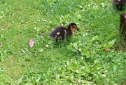 2nd Aug 2021 - Duckling