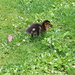Duckling by davemockford