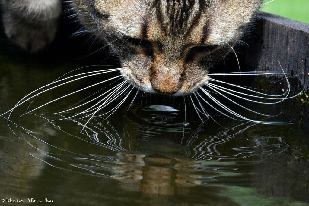 whiskers in water by parisouailleurs