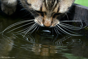 29th Jul 2021 - whiskers in water
