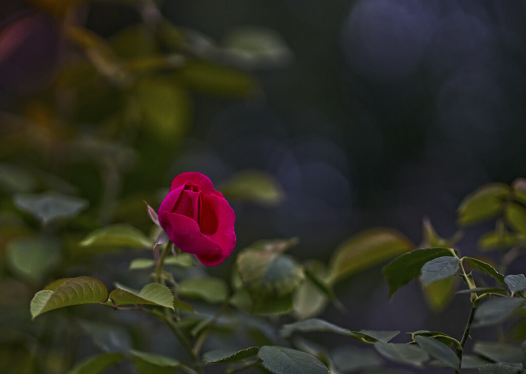 A Single Small Rose by gardencat