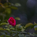 A Single Small Rose by gardencat