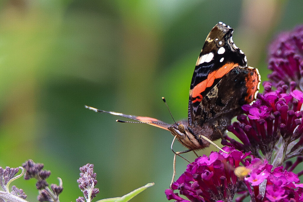 Red Admiral  by phil_sandford
