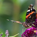 Red Admiral  by phil_sandford