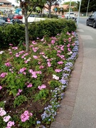 2nd Aug 2021 - Newmarket Flowers 