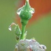 Raindrops on Roses by fishers