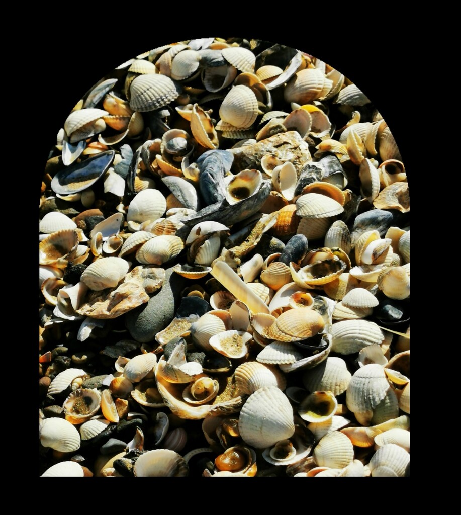 Seashells by plainjaneandnononsense