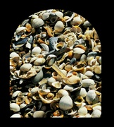 2nd Aug 2021 - Seashells