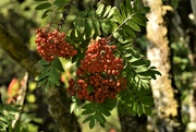 2nd Aug 2021 - rowan berries
