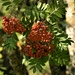 rowan berries by christophercox