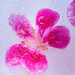 frozen geranium by aecasey