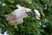 2nd Aug 2021 - Wings of a dove