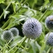 Globe Thistles by foxes37