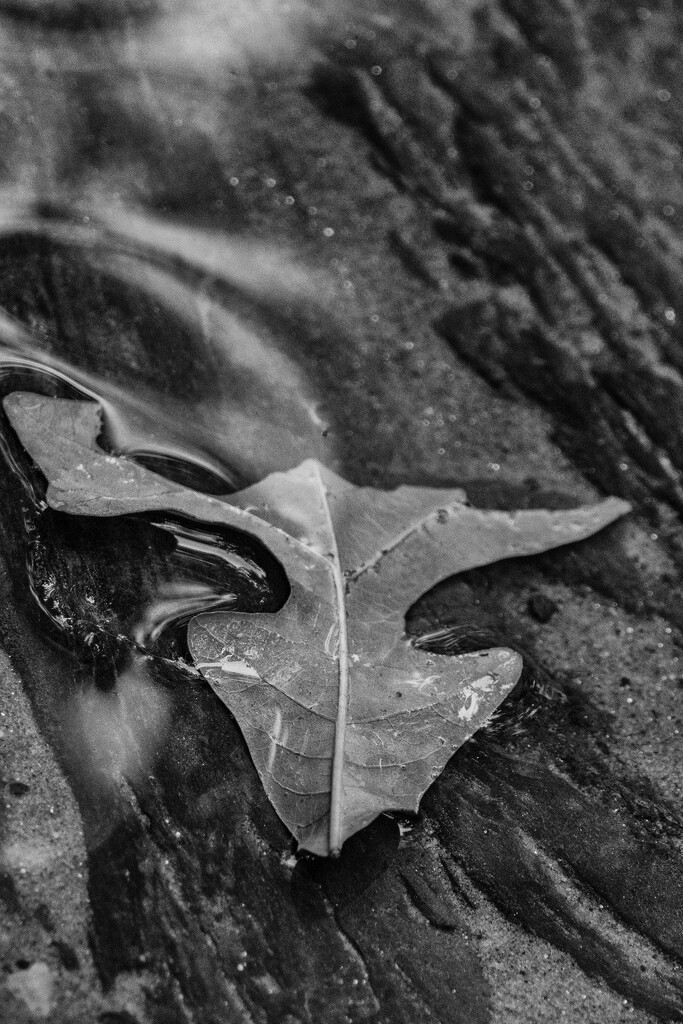 Leaf by k9photo