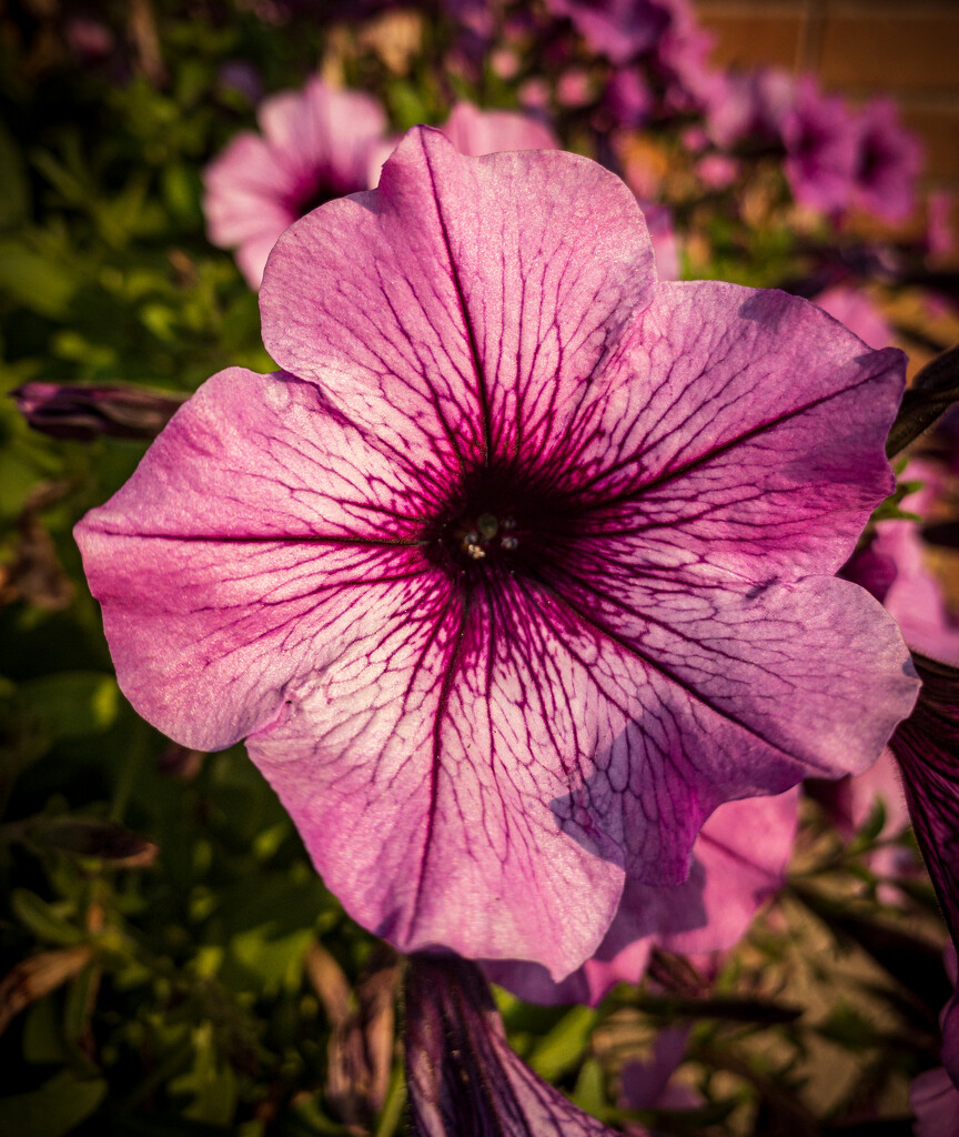 Purple flower by jeffjones