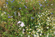 2nd Aug 2021 - Wild (?) flowers of the verges 