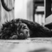 Sleepy Dog by mistyhammond