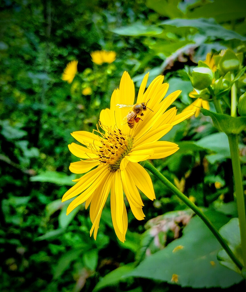 Boston Arboretum Bee Heaven by darylo