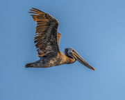 2nd Aug 2021 - Moulting Brown Pelican