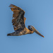 Moulting Brown Pelican by nicoleweg
