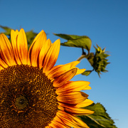 1st Aug 2021 - Sunflower 