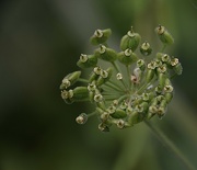 3rd Aug 2021 - Cow parsley 