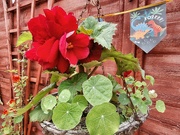 3rd Aug 2021 - Double Begonia.....