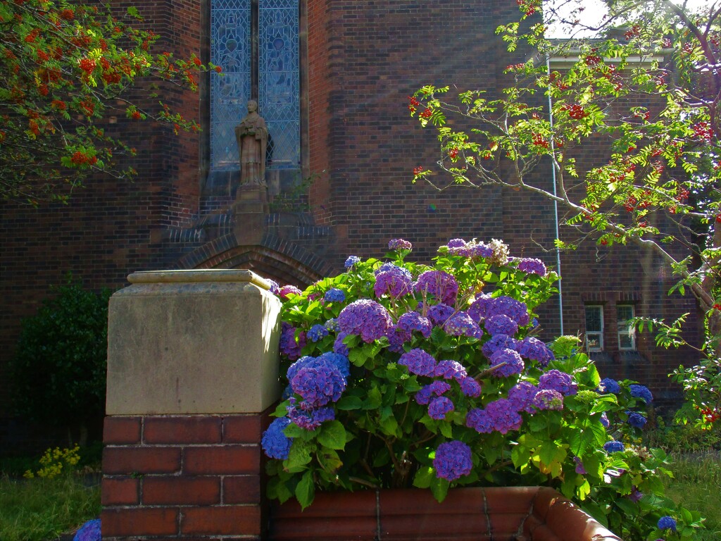 Hydrangeas at the entry of the church. by grace55