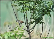 3rd Aug 2021 - A sweet little whitethroat