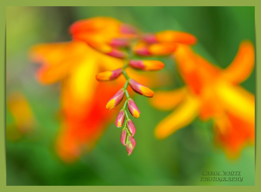 Montbretia by carolmw