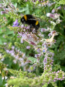 1st Aug 2021 - Looking for Pollen