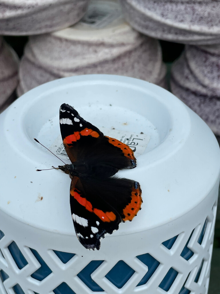 Red Admiral by 365projectmaxine