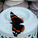 Red Admiral by 365projectmaxine