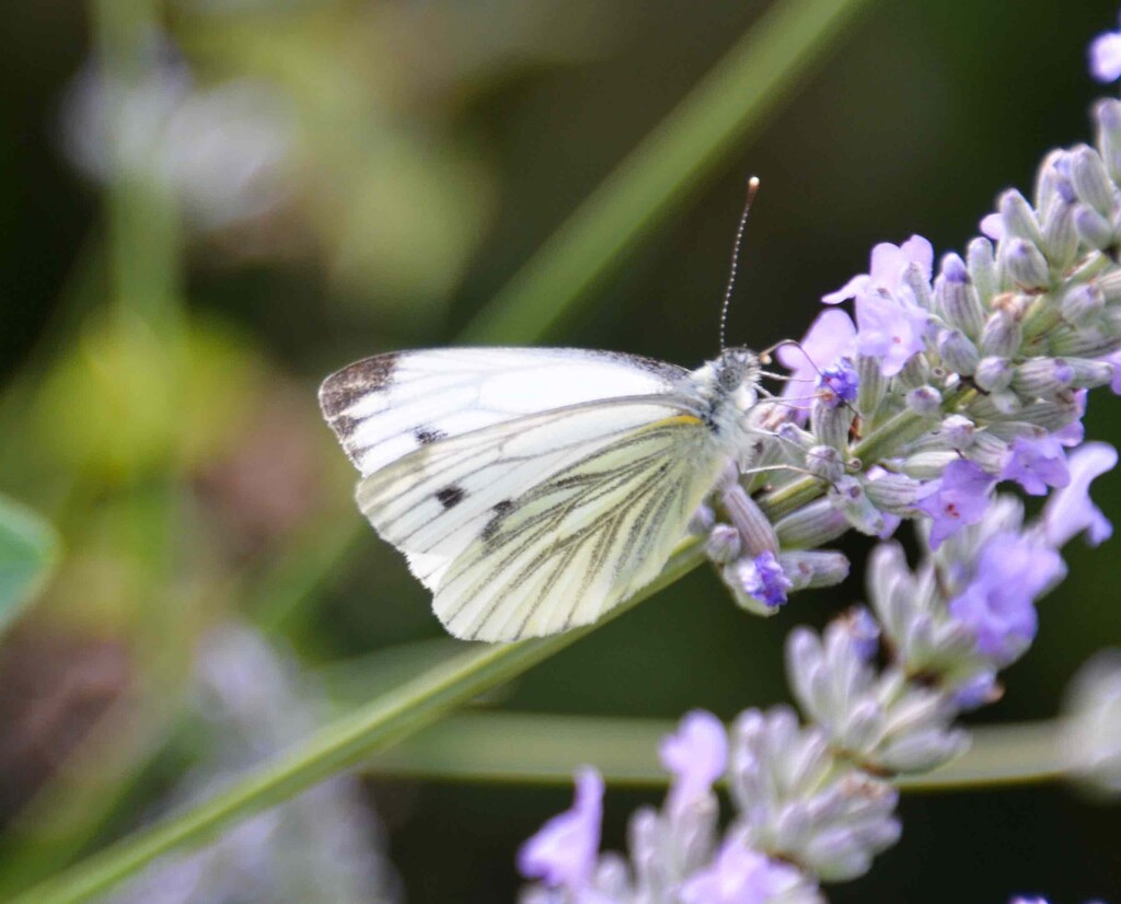 White Butterfly by arkensiel