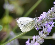 3rd Aug 2021 - White Butterfly