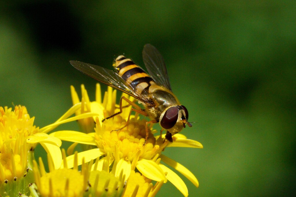 HOVER-FLY ON RAGWORT by markp