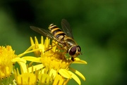 3rd Aug 2021 - HOVER-FLY ON RAGWORT
