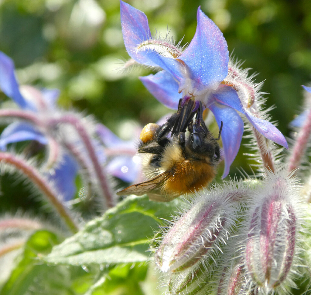 Bee in The Borage  by wendyfrost